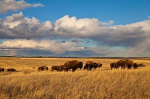 The American Prairie debate echoes Montana’s past | Scott Studiner