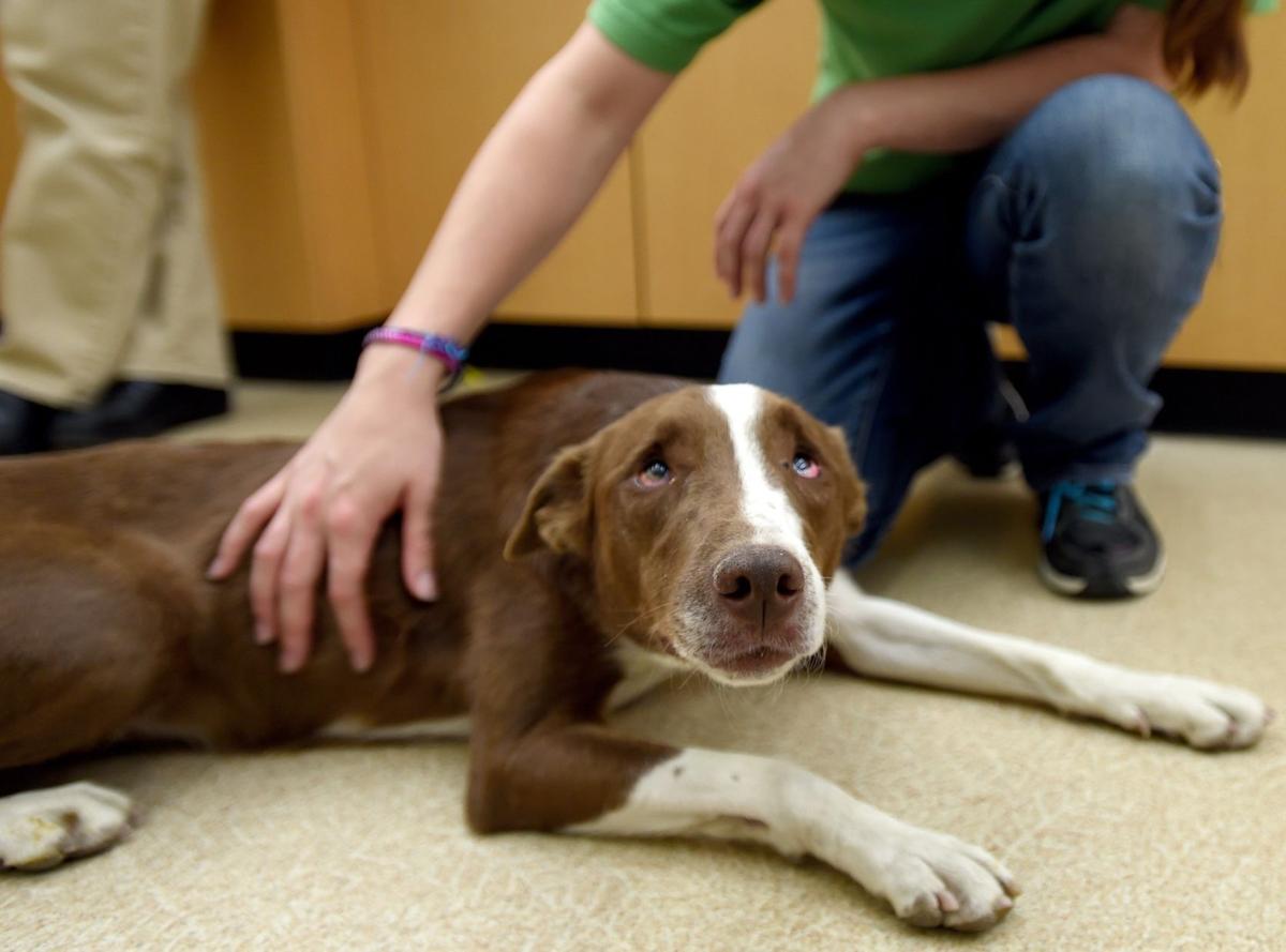 Hampered By Vision Problems Stray Pup Finds New Home Local News Billingsgazette Com