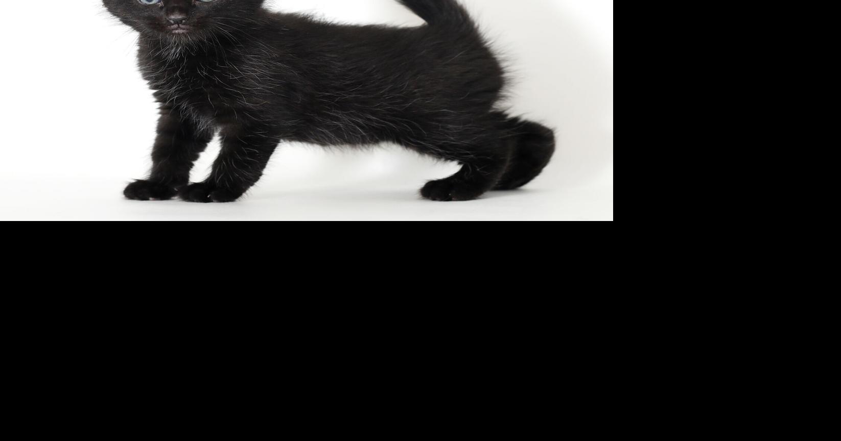 Pet of the week: Maverick