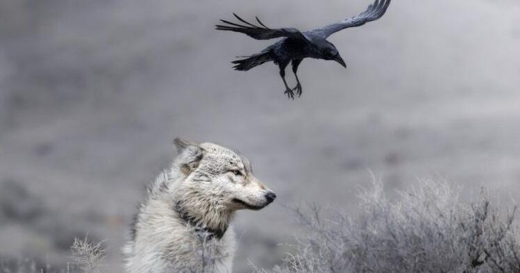 Yellowstone wildlife photography topic of Cody talk - Vimarsana News