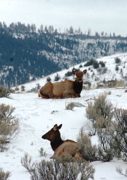 cow elk
