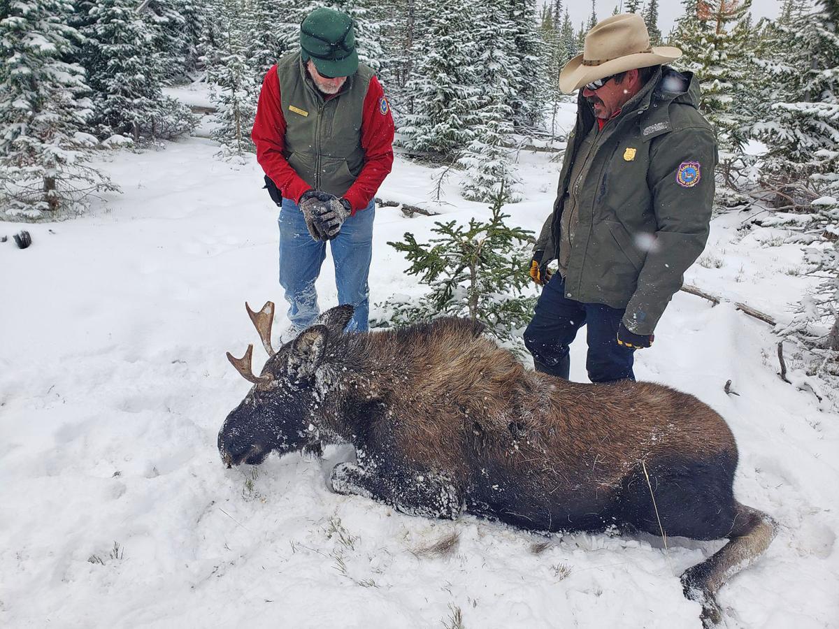 Moose accident