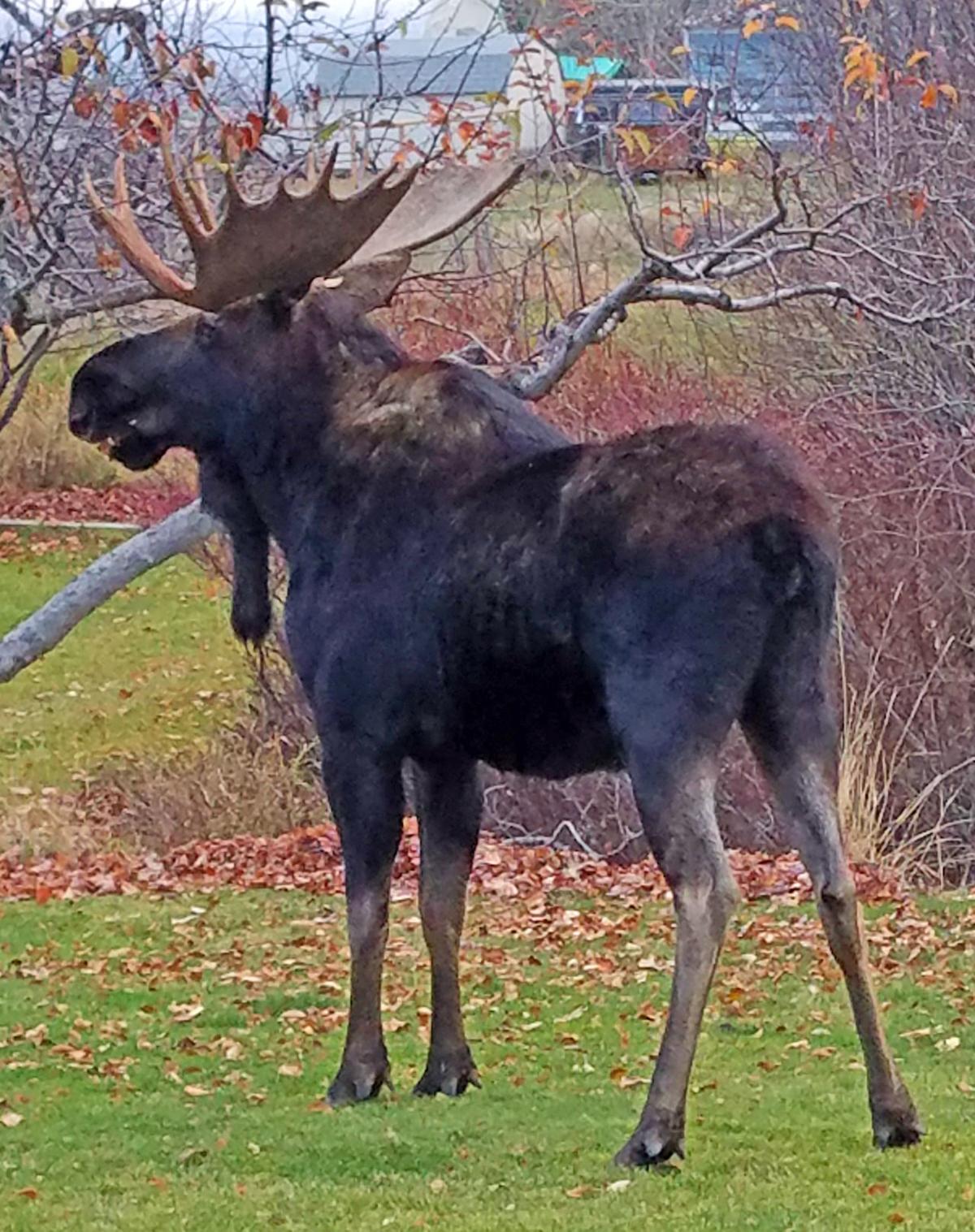 Hamilton bull