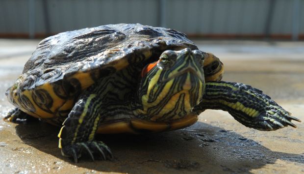 Montana turtle ban sparks Texas rescue mission