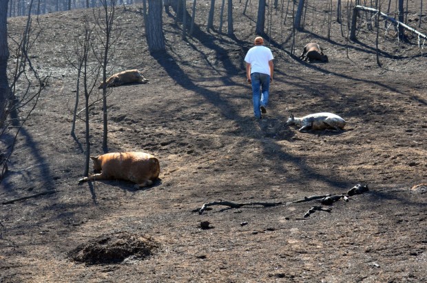 cattle dead fires western montana livestock devastation left fire forest burned wildfires near wake walking creek animal deaths billingsgazette dying
