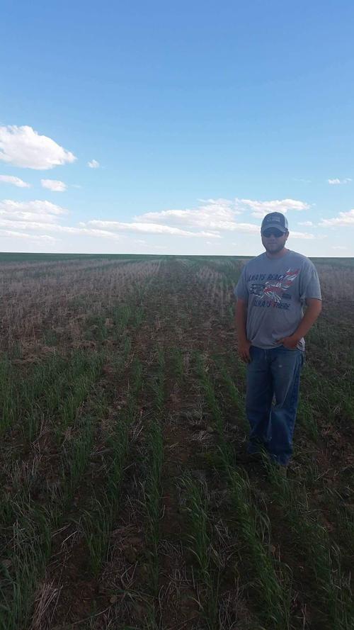 Drought stricken crops in Daniels County