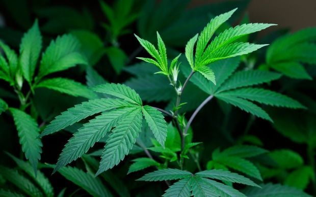 Medical Marijuana Pot or Guns