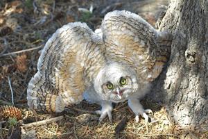 Angry owl