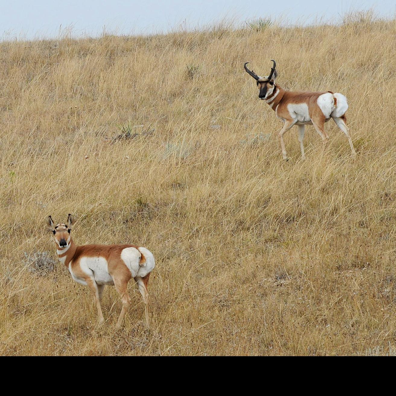 Montana pronghorn populations varied across state; season ...