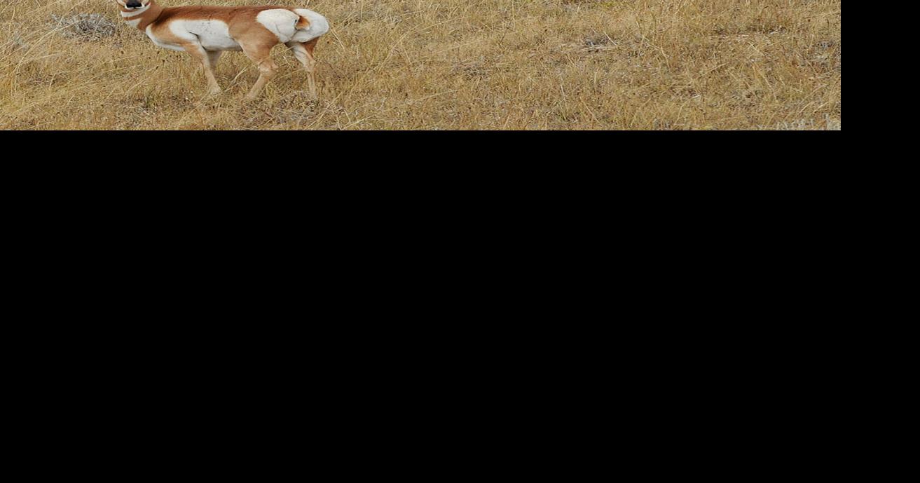 Montana pronghorn populations varied across state; season opens Saturday