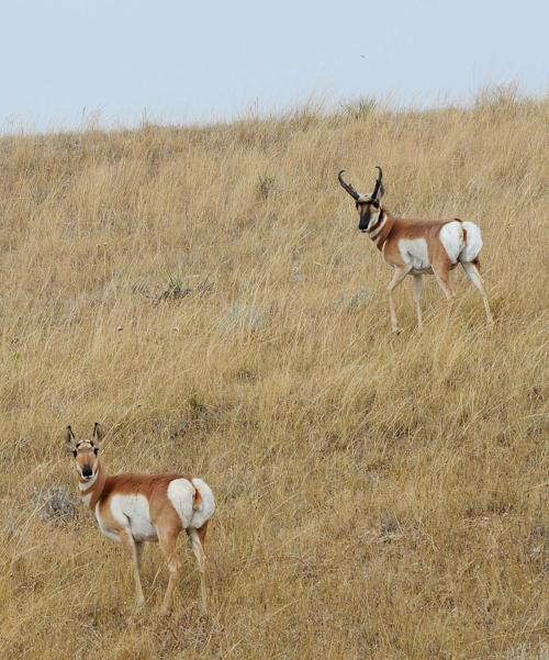 Pronghorn season
