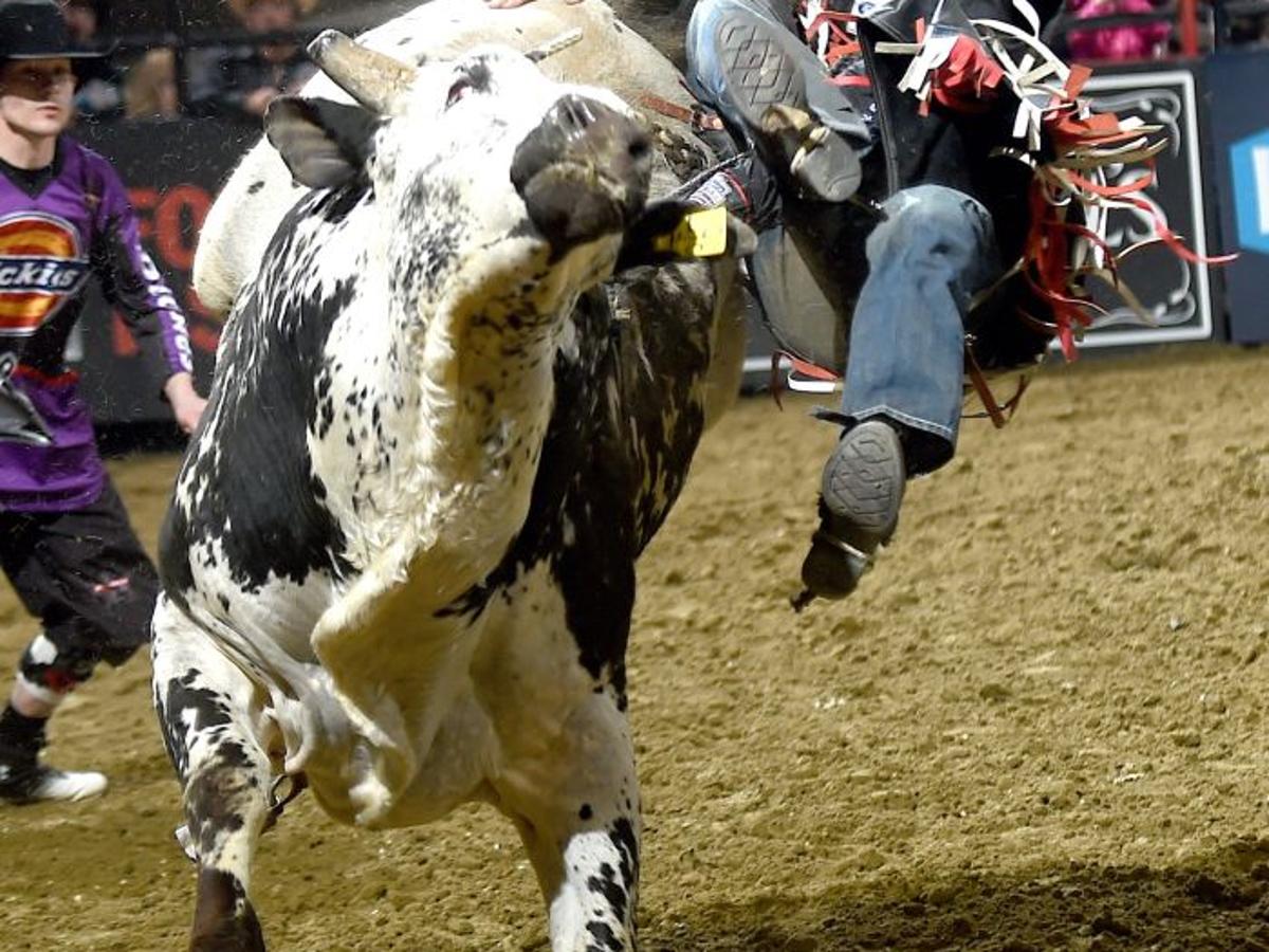 Pbr Bull Riders Have A Simple Strategy Hold The Hell On Rodeo Billingsgazette Com Pbr Bull Riders Have A Simple Strategy Hold The Hell On Rodeo Billingsgazette Com