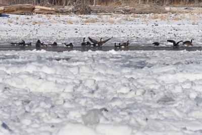 Canada geese on Yellowstone River