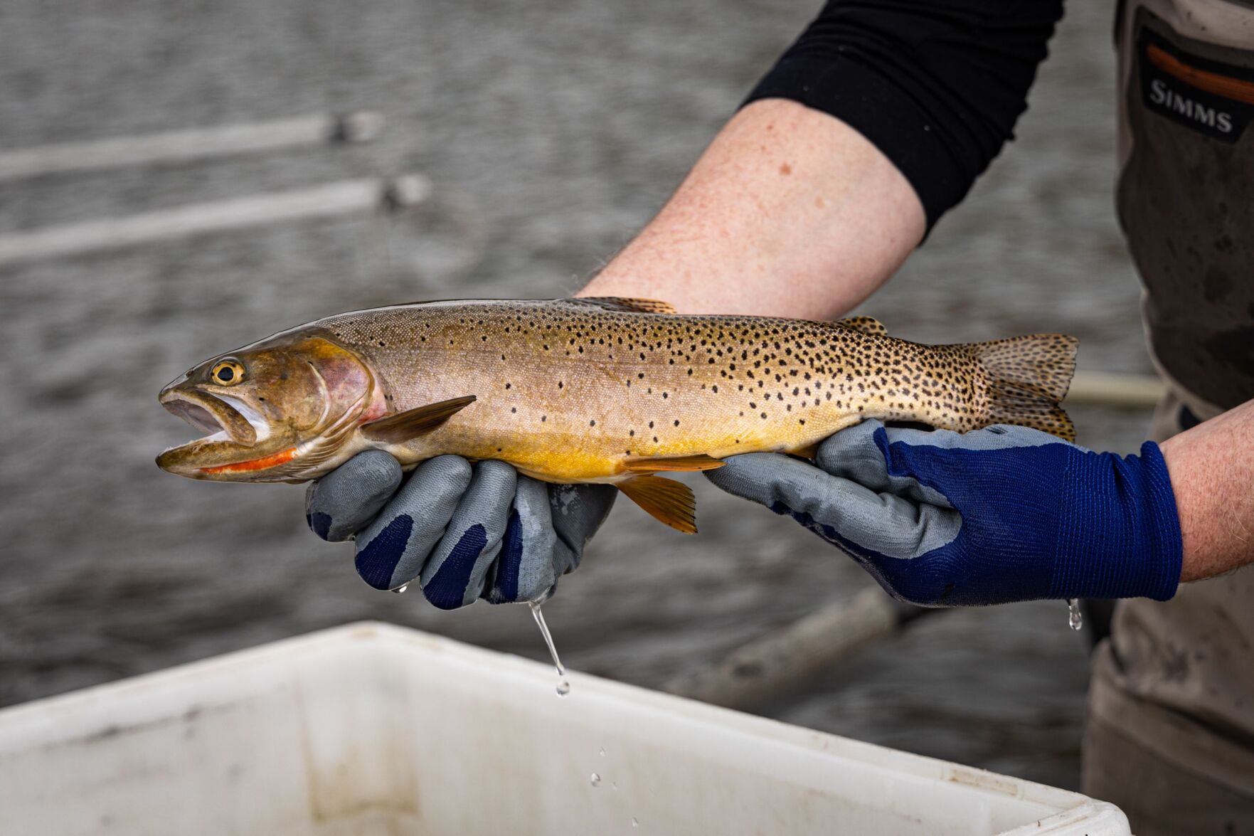 Cutthroat trout conservation project to begin in upper Shields