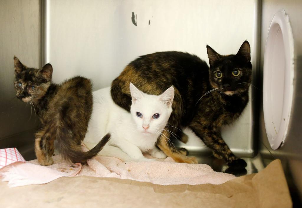 Law Enforcement Struggle To Help Cat Hoarders As Recent Cases