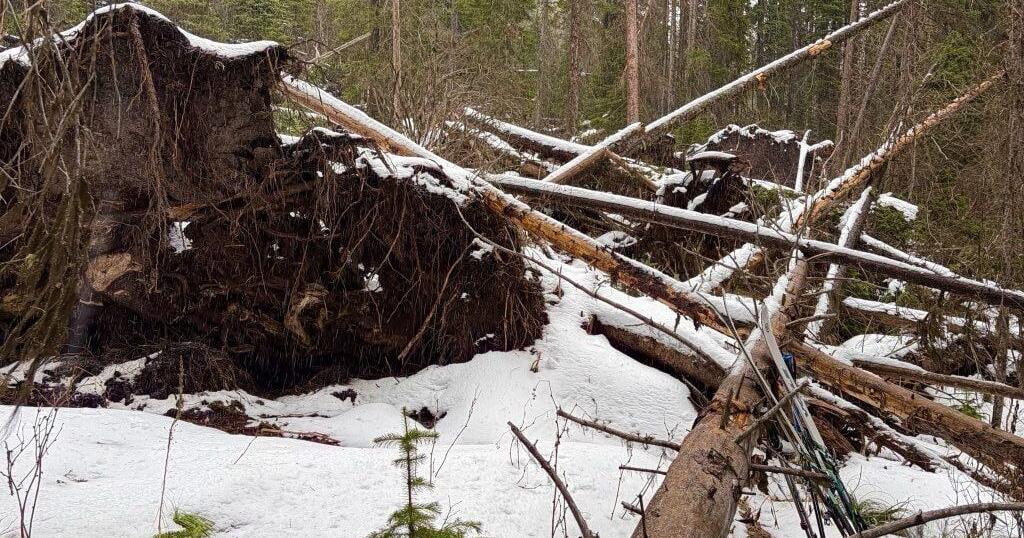 Downed trees, 'rough trails' limit access to Bob Marshall Wilderness after storms