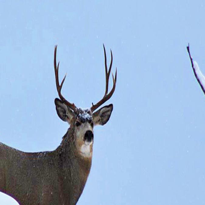 Mule Deer Counts Strong In Sheridan Region Outdoors