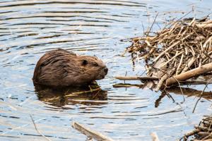 North American beaver