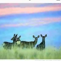 Recent rains may help mule deer