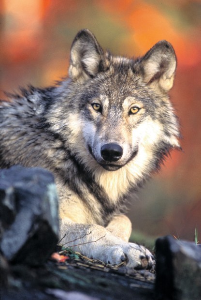 idaho gray wolf