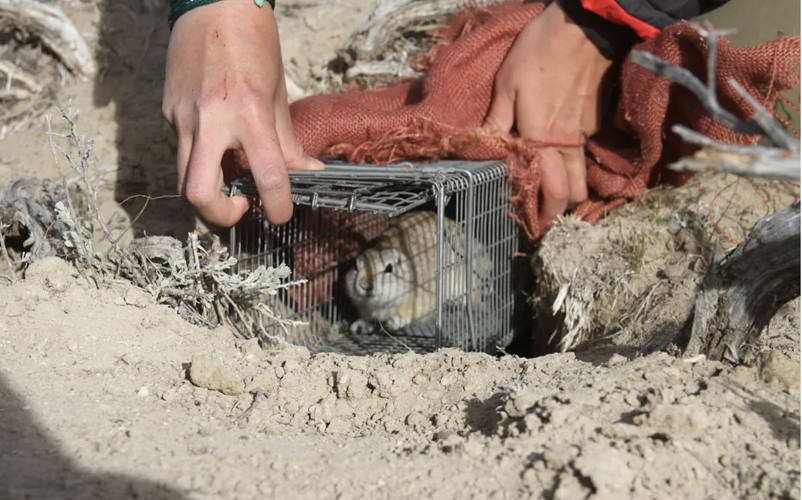 Scientists studying pygmy rabbits that rely on sagebrush