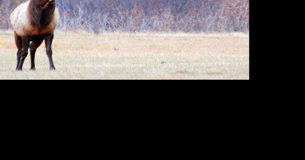 FWP outlines proposed new policy for free landowner elk tags