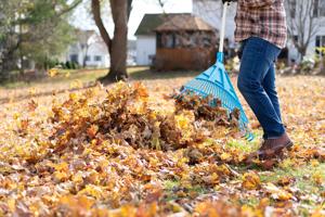 Are you too old to rake leaves? Why it may be better to leave them