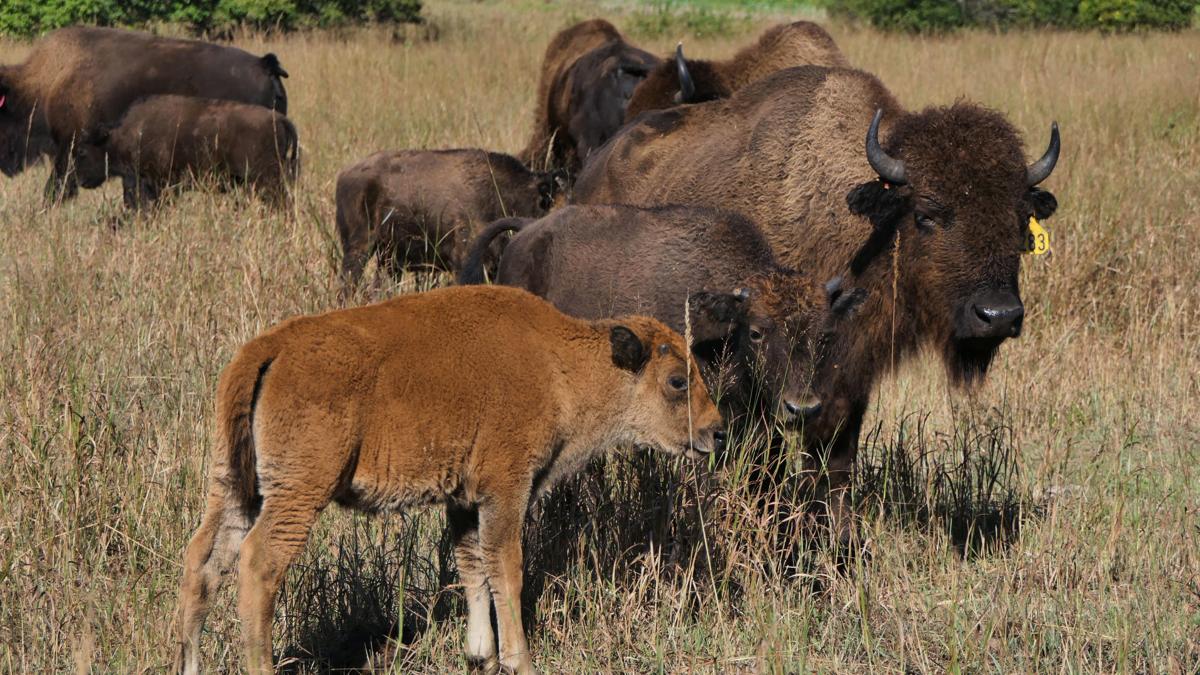 Bison a bright spot for agriculture in Kansas, nation State