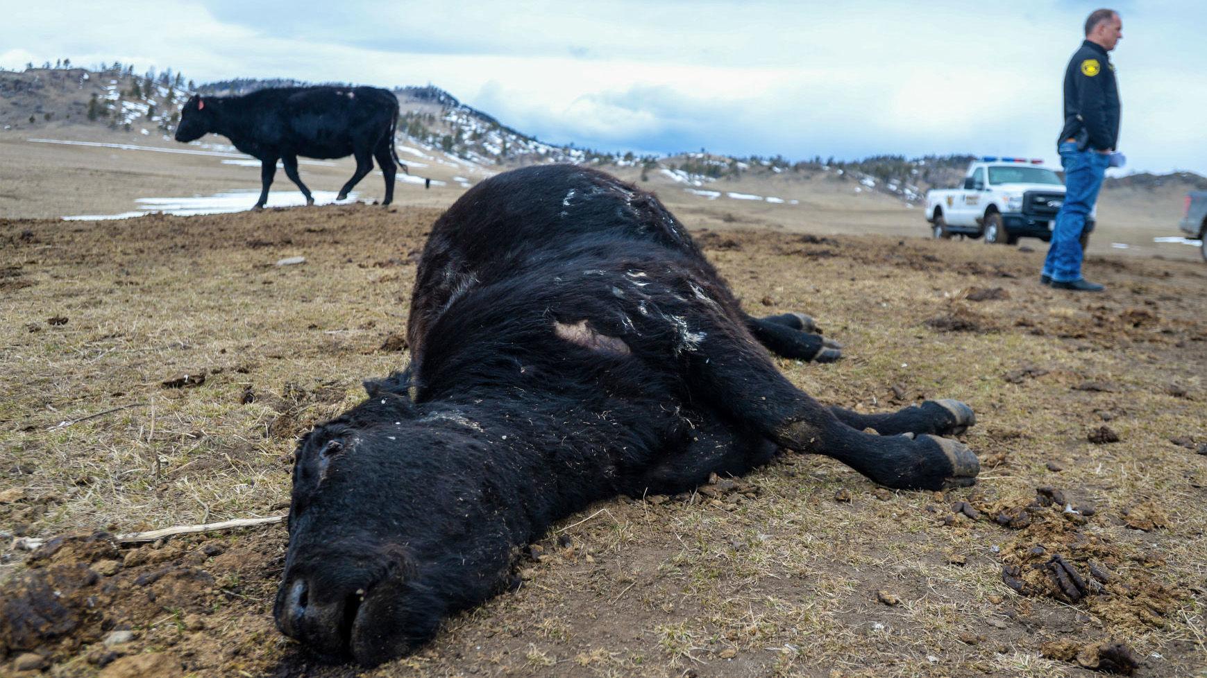 Authorities Discover Starving Cow Herd In Central Montana State