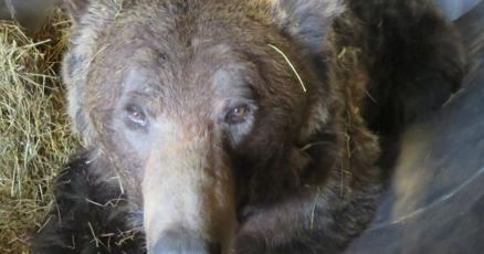 FWP warns Red Lodge residents that grizzlies are about