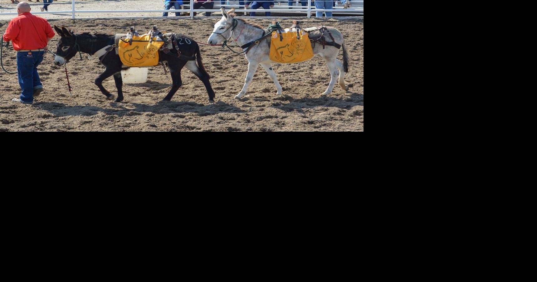 Gentled Wyoming wild horses, burros offered for adoption May 13 in Riverton