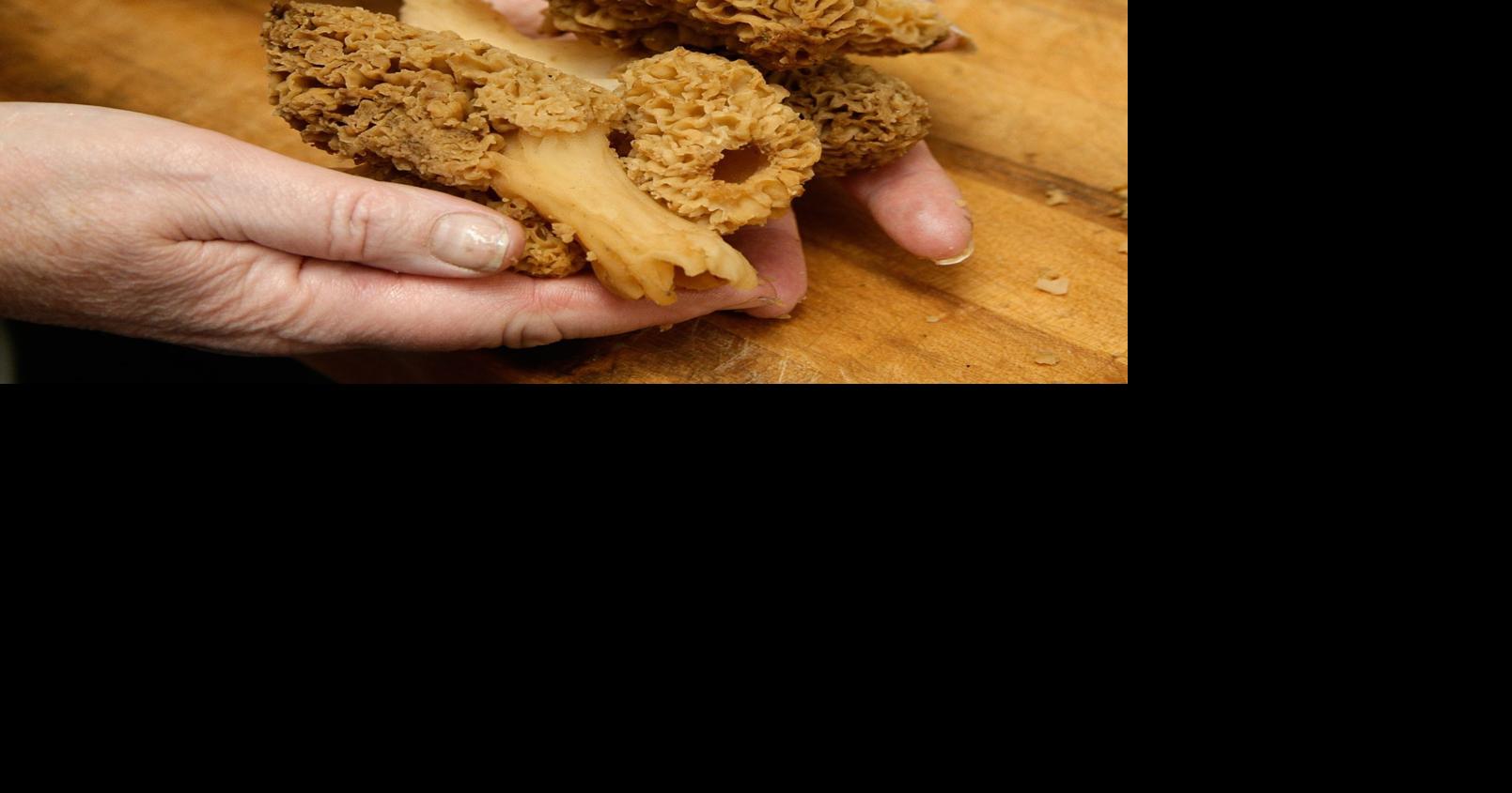 Wyoming forest extends commercial morelhunting season