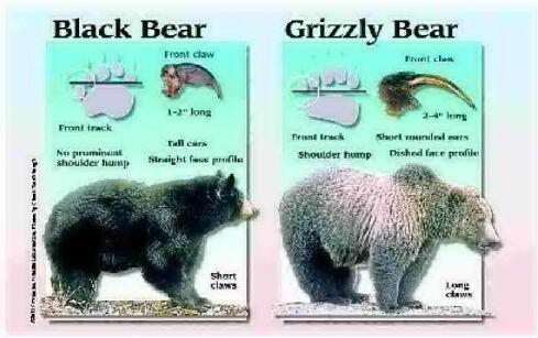 black bear tracks vs grizzly