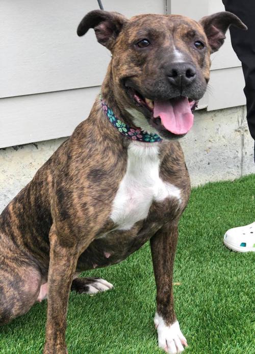Pet Of The Week Bella Local News Billingsgazette Com The american pit bull terrier was brought to the united states by immigrants from england, ireland, and scotland during the 19th century. pet of the week bella local news