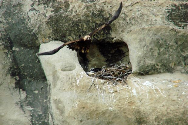 Study Of Golden Eagles In Bighorn Basin Revealing Details On