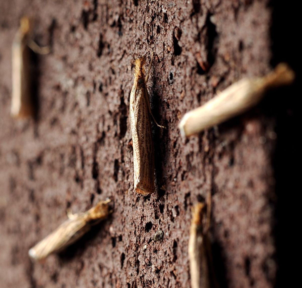 Moth swarms annoying and creepy, but mostly harmless Local News