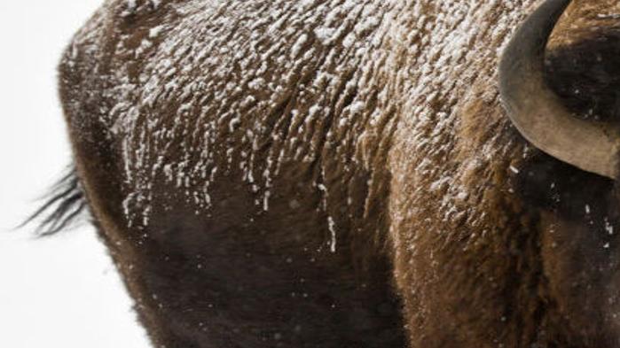 Fwp Cancels Lewistown Bison Herds Meeting Outdoors Billingsgazette Com