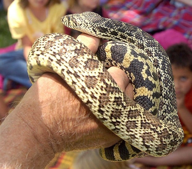 Bull snake