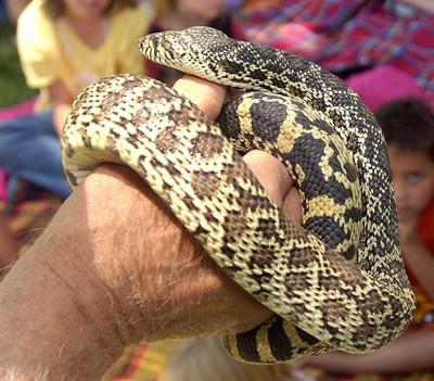 Bull snake