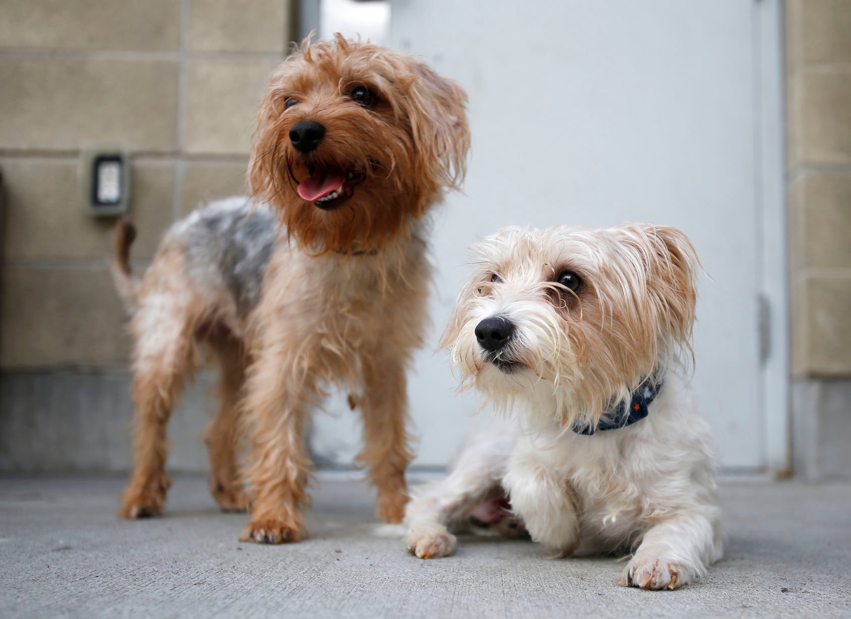 Billings Animal Shelter Adopting Out Dozens Of Yorkie Poodles After Owner Surrenders Them Local News Billingsgazette Com