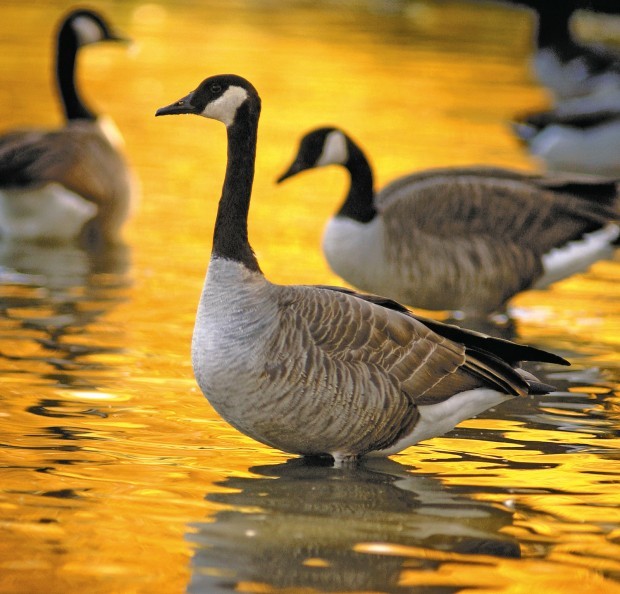 Montana Outdoors: It’s shaping up as a good year for Montana ducks ...