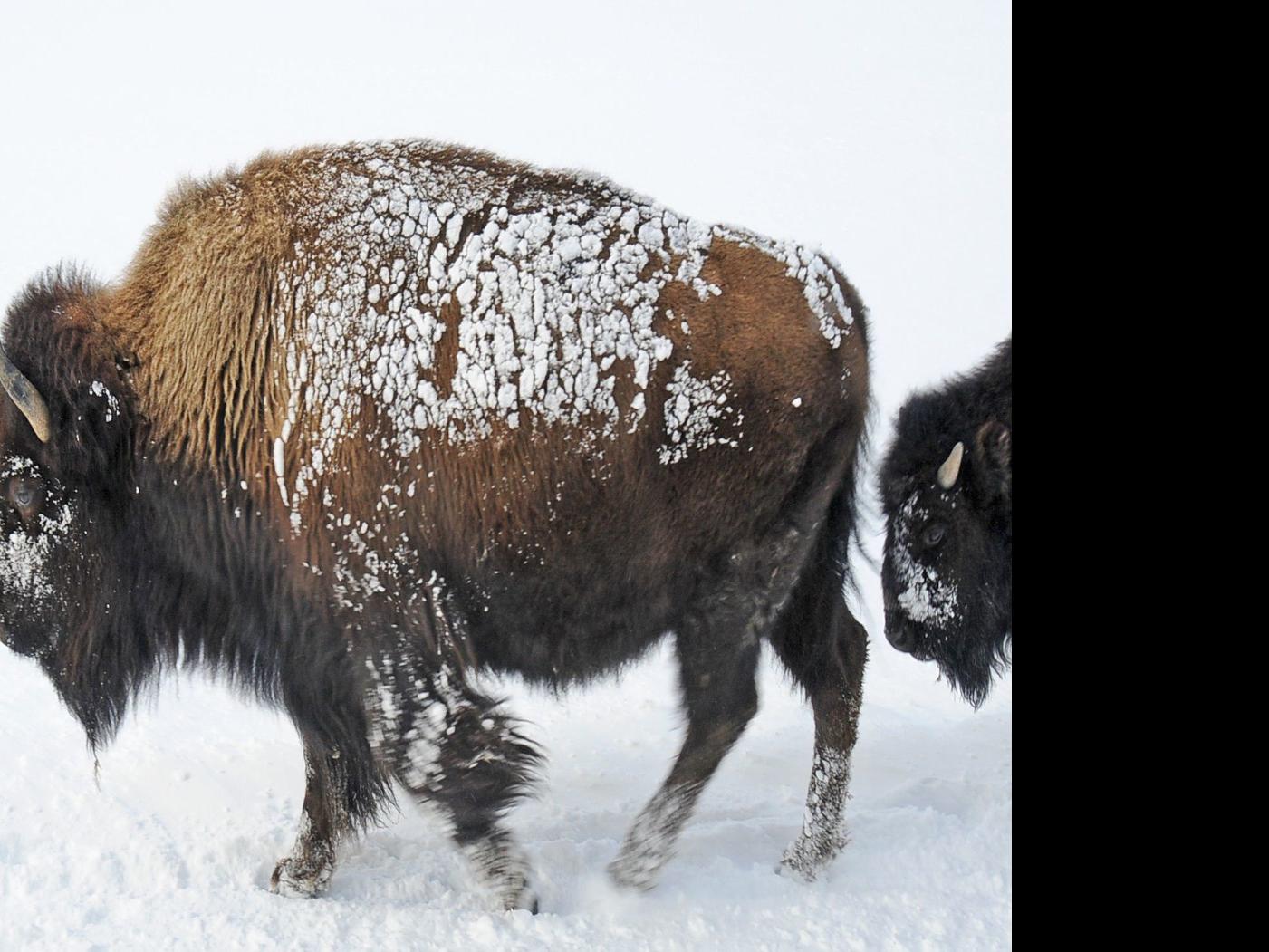 Yellowstone Plans To Ship 600 900 Bison To Slaughter This Winter