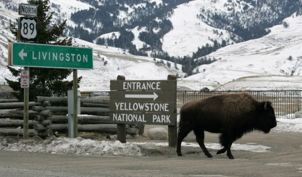Bison