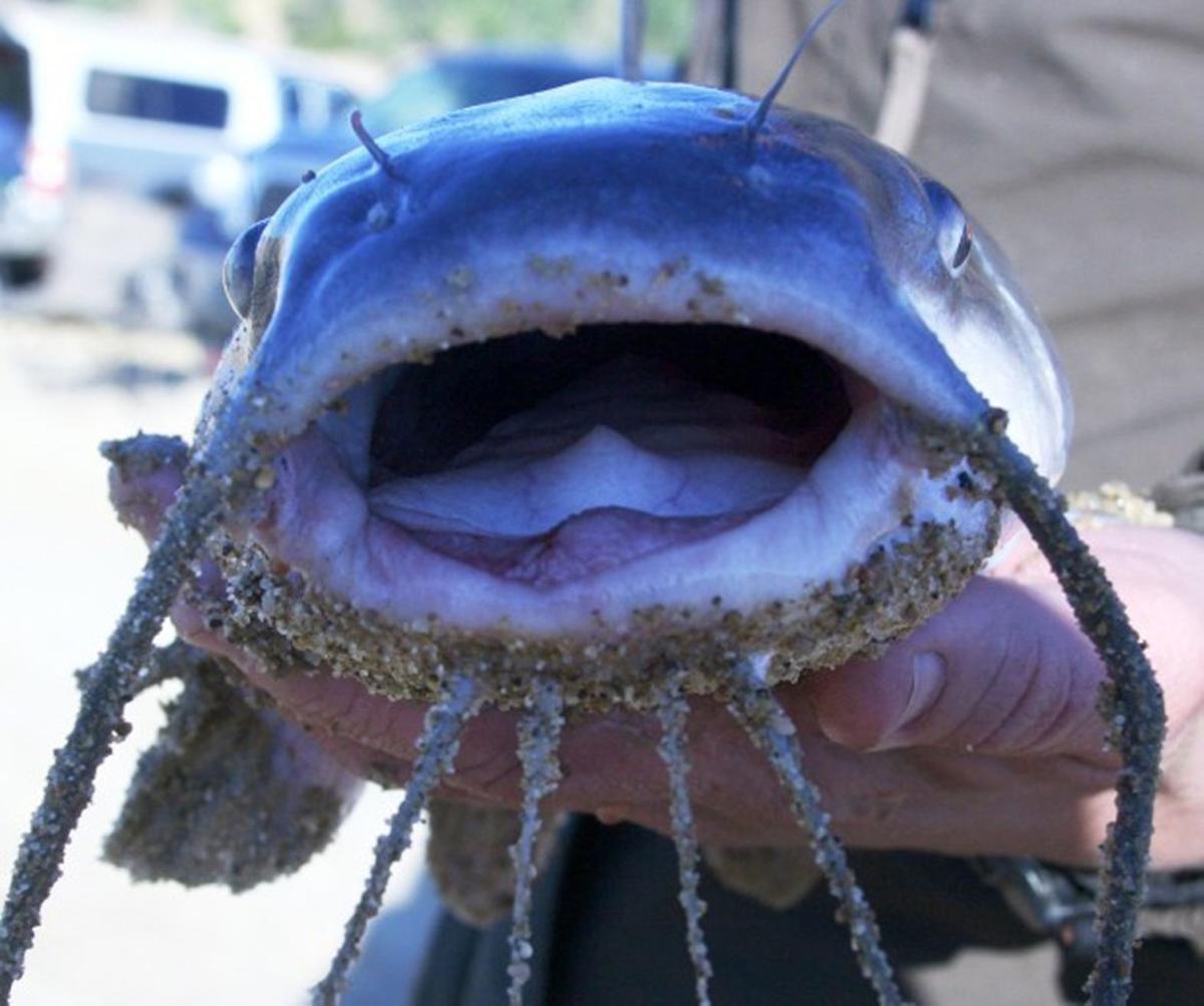 Wyoming waters receive more channel catfish Wyoming News