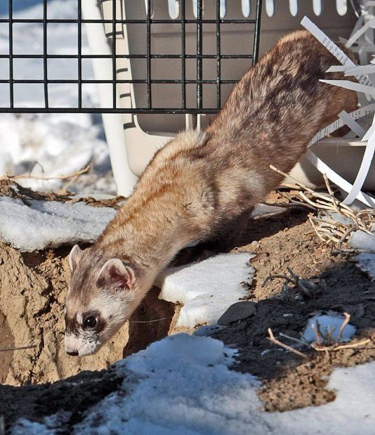 Wildlife officials seek ranchers' help to save blackfooted ferret