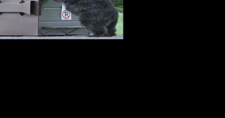Red Lodge workshop on electric fencing as bear deterrent - Vimarsana News