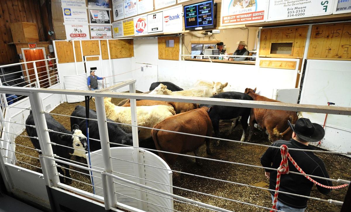 Fire destroys livestock commission building Montana News