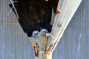 Owl nest