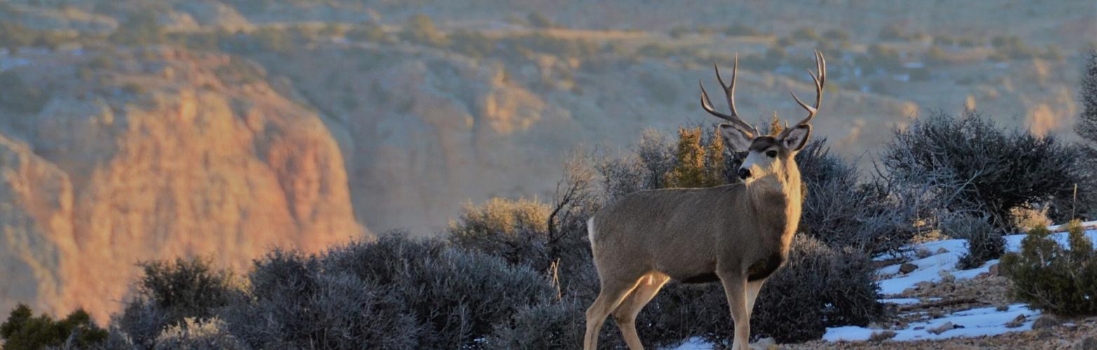 The Sounds of Southeast Montana