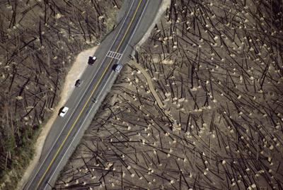 1988 Yellowstone fires burned a lot of land, but also brought intense scrutiny